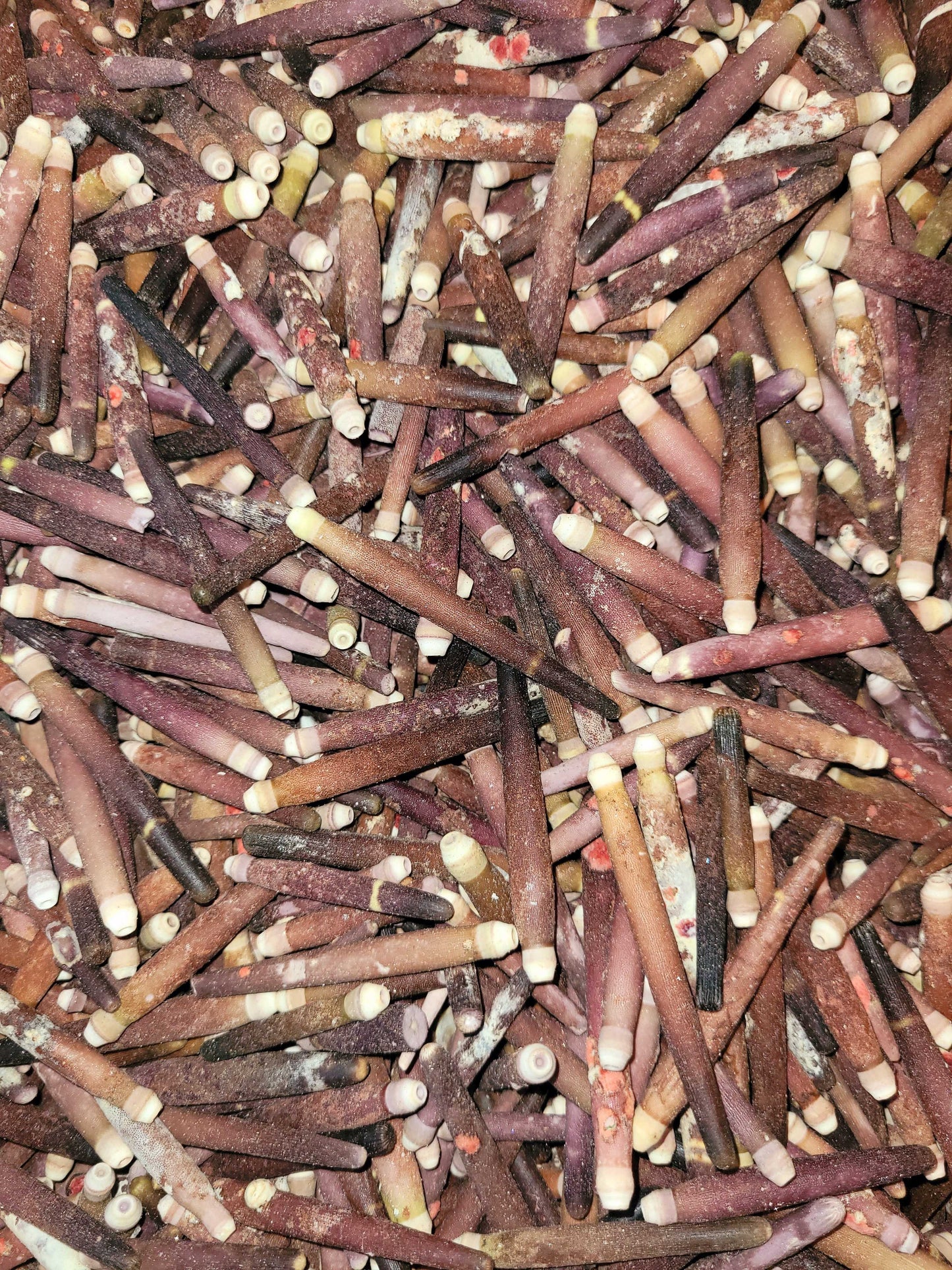 Sea Urchin Spike